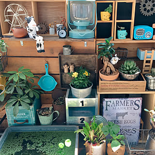 ガジュマル メダカのおしゃれなアレンジ 飾り方のインテリア実例 Roomclip ルームクリップ