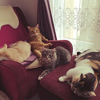 部屋全体/猫ちゃんとの時間/土砂降り!/台風 気をつけて下さいね/皆さんいつもありがとう♡のインテリア実例 - 2017-09-18 10:00:06