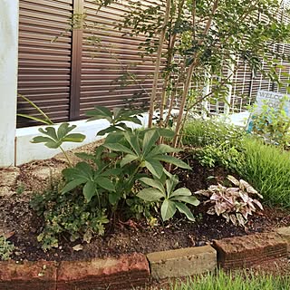 ヒポエステスのインテリア実例 3ページ目 Roomclip ルームクリップ