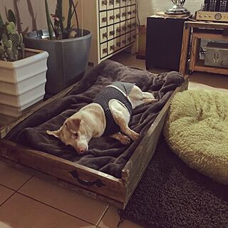 ベッド周り/犬ベッド/カニヘンダックスフンド/サボテンのインテリア実例 - 2016-05-24 21:25:21