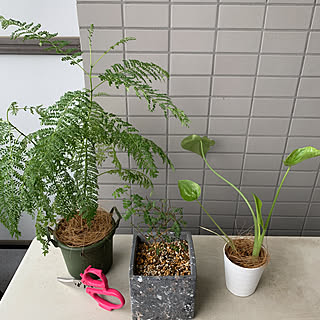 ソフォラリトルベイビー ジャガランダのインテリア実例 Roomclip ルームクリップ