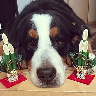 バーニーズマウンテンドッグ 大型犬部のインテリア実例 Roomclip ルームクリップ
