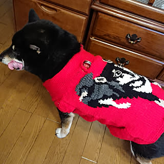 犬用セーターのインテリア実例 Roomclip ルームクリップ