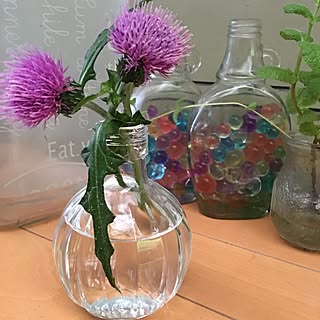 アザミの花のインテリア実例 Roomclip ルームクリップ アザミの花のインテリア実例 Roomclip ルームクリップ