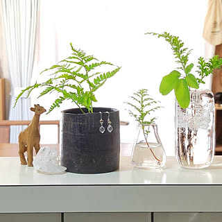 一輪挿し シダ植物のおしゃれなアレンジ 飾り方のインテリア実例 Roomclip ルームクリップ