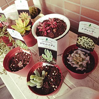 ベッド周り/ベッド周りではありませんが…/多肉初心者/セダム/多肉植物...などのインテリア実例 - 2016-02-13 10:26:17