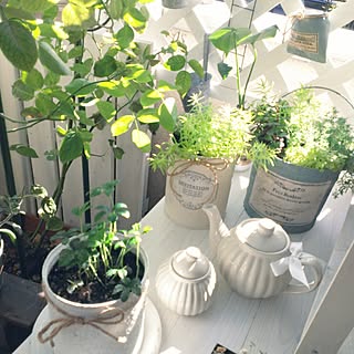 部屋全体/シュガーバイン/NO GREEN NO LIFE/リメ缶/セダム...などのインテリア実例 - 2014-10-07 14:27:13