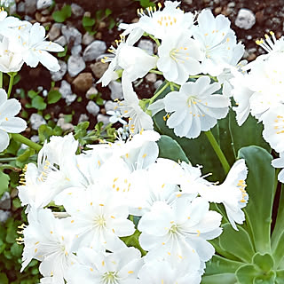 玄関/入り口/お庭/山野草/純白の花/お願いします...などのインテリア実例 - 2019-05-22 11:27:15