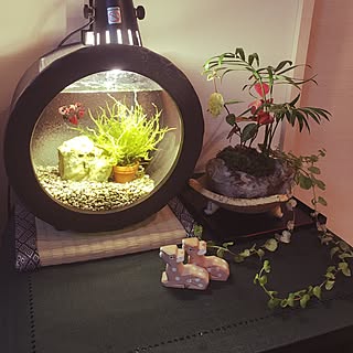 ペット ベタのインテリア レイアウト実例 Roomclip ルームクリップ