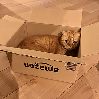 リビング Amazonの段ボールのインテリア実例 Roomclip ルームクリップ