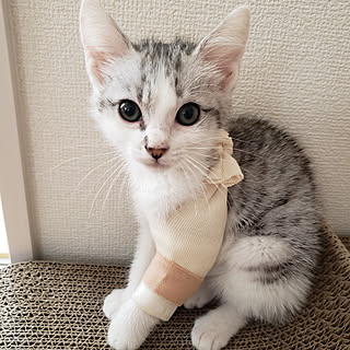 保護猫 サバ白のインテリア実例 ｜ RoomClip（ルームクリップ）