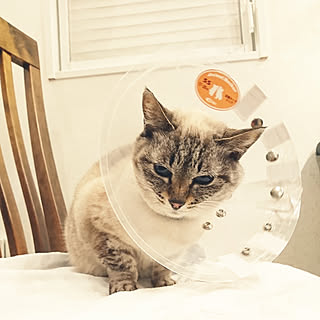 リビング/2/15(金)/ねこ/ネコ/猫...などのインテリア実例 - 2019-02-15 18:44:31