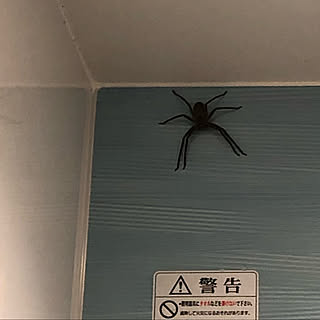 クモ クモの巣のインテリア実例 Roomclip ルームクリップ