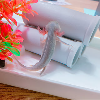 水槽ディスプレイ ウーパールーパーも暮らす家のインテリア実例 Roomclip ルームクリップ