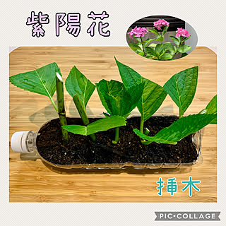 紫陽花 挿し木のおしゃれなアレンジ 飾り方のインテリア実例 Roomclip ルームクリップ