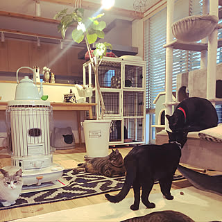 観葉植物 猫バカのインテリア実例 Roomclip ルームクリップ 観葉植物 猫バカのインテリア実例 Roomclip ルームクリップ