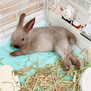 こどもと暮らす うさぎのいる生活のインテリア実例 Roomclip ルームクリップ