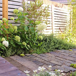 庭 アナベルのインテリア実例 Roomclip ルームクリップ