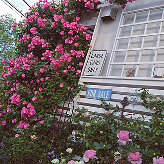 玄関/入り口/バラ/薔薇/可愛い/ばら...などのインテリア実例 - 2018-05-04 06:32:09