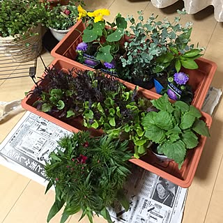 玄関/入り口/横浜強風でーす!/明日が楽しみ٩(ˊᗜˋ*)و/2000円でお釣り(ʘ言ʘ╬)/寄せ植え玄関様も...などのインテリア実例 - 2017-04-06 20:31:38