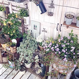 植物 バコパのおしゃれなアレンジ 飾り方のインテリア実例 Roomclip ルームクリップ