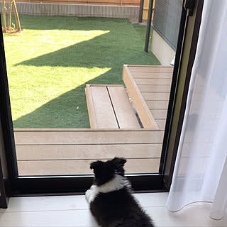 ボーダーコリーのインテリア実例 Roomclip ルームクリップ