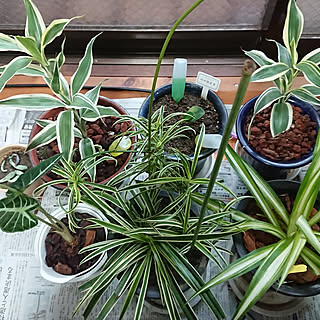 観葉植物 台風対策のインテリア実例 Roomclip ルームクリップ 観葉植物 台風対策のインテリア実例 Roomclip ルームクリップ