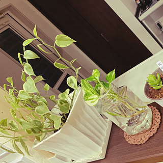 プミラ/ポトス水挿し/観葉植物/観葉植物のある暮らし/キッチンのインテリア実例 - 2020-02-25 00:46:13