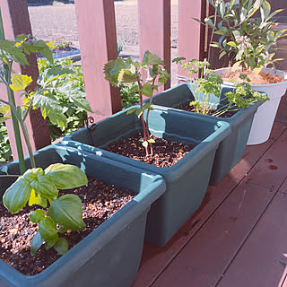 プチ家庭菜園のインテリア実例 Roomclip ルームクリップ