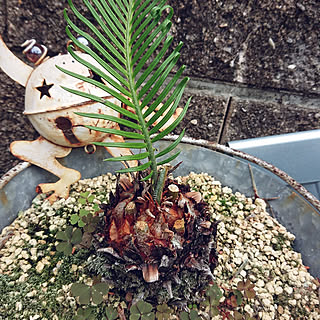 植物のある暮らし 蘇鉄の葉のインテリア実例 Roomclip ルームクリップ