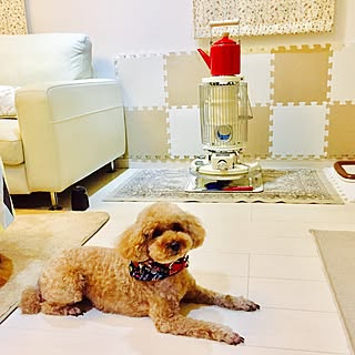 トイプードル といぷーのインテリア実例 Roomclip ルームクリップ