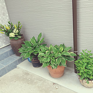 玄関外側のインテリア実例 Roomclip ルームクリップ