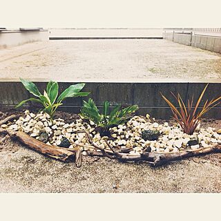 ドラセナ ミニ花壇のインテリア実例 Roomclip ルームクリップ
