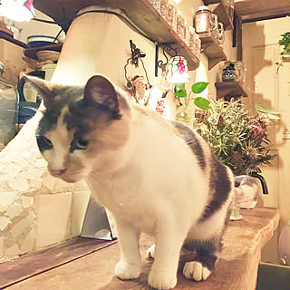 パステル三毛/DIY/手作り/塗り壁/グリーンのある暮らし...などのインテリア実例 - 2019-11-17 22:09:18