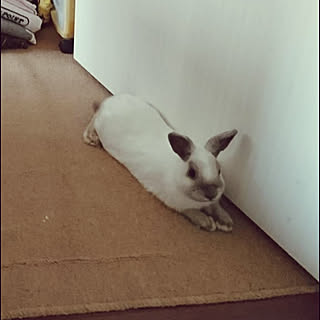 娘の部屋 うさぎと暮らすのインテリア実例 Roomclip ルームクリップ 娘の部屋 うさぎと暮らすのインテリア実例 Roomclip ルームクリップ