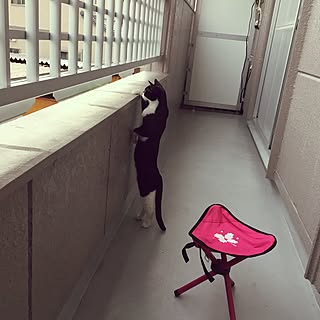 ベランダで日光浴中のインテリア実例 Roomclip ルームクリップ