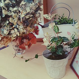 棚/平屋/観葉植物/苔玉/ドライフラワー...などのインテリア実例 - 2017-04-19 09:49:40