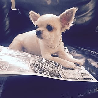 チワワ サマーカットのインテリア実例 Roomclip ルームクリップ