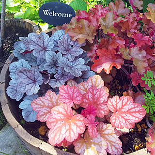 ヒューケラ寄せ植えのインテリア実例 Roomclip ルームクリップ