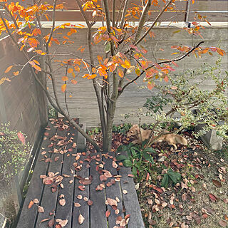 落ち葉だらけ ジューンベリーの紅葉のインテリア実例 Roomclip ルームクリップ