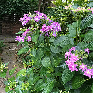 紫陽花 隅田の花火のインテリア実例 Roomclip ルームクリップ