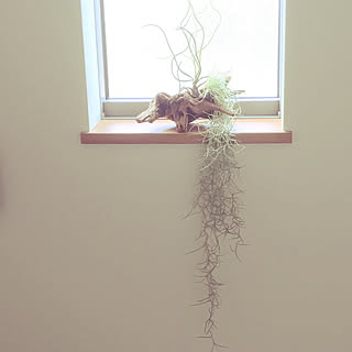 Diy 枯れ木のインテリア 手作りの実例 Roomclip ルームクリップ
