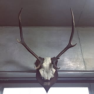 リビング 剥製のインテリア実例 Roomclip ルームクリップ