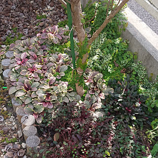 手作り花壇 アジュガ チョコレートチップのインテリア実例 Roomclip ルームクリップ