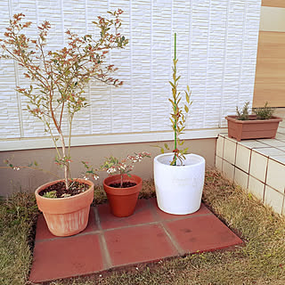 鉢植え ブルーベリーのおしゃれなアレンジ 飾り方のインテリア実例 Roomclip ルームクリップ