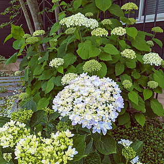 万華鏡 紫陽花のインテリア実例 Roomclip ルームクリップ