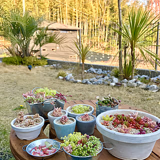 玄関/入り口/ケーブルドラム/多肉寄せ植え/多肉植物/南国風の庭...などのインテリア実例 - 2018-03-26 23:45:38