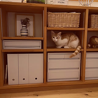 棚/二人暮らし/ねこのいる風景/猫部屋/平屋暮らし...などのインテリア実例 - 2020-02-22 23:21:07