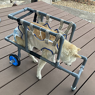 歩行器 老犬のインテリア実例 Roomclip ルームクリップ
