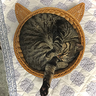 スリーコインズ ねこと暮らすのインテリア実例 Roomclip ルームクリップ